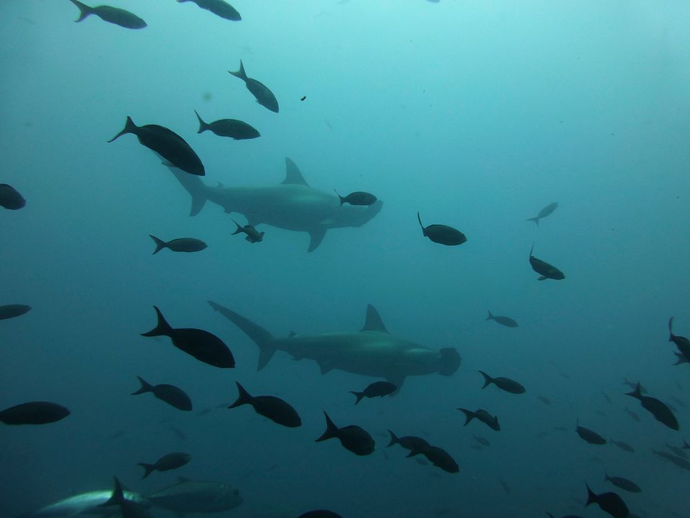 Shadow of sharks underwater. Free public domain CC0 photo/image.