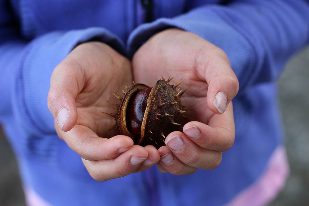 Chestnut in hand, close up. Free public domain CC0 photo.