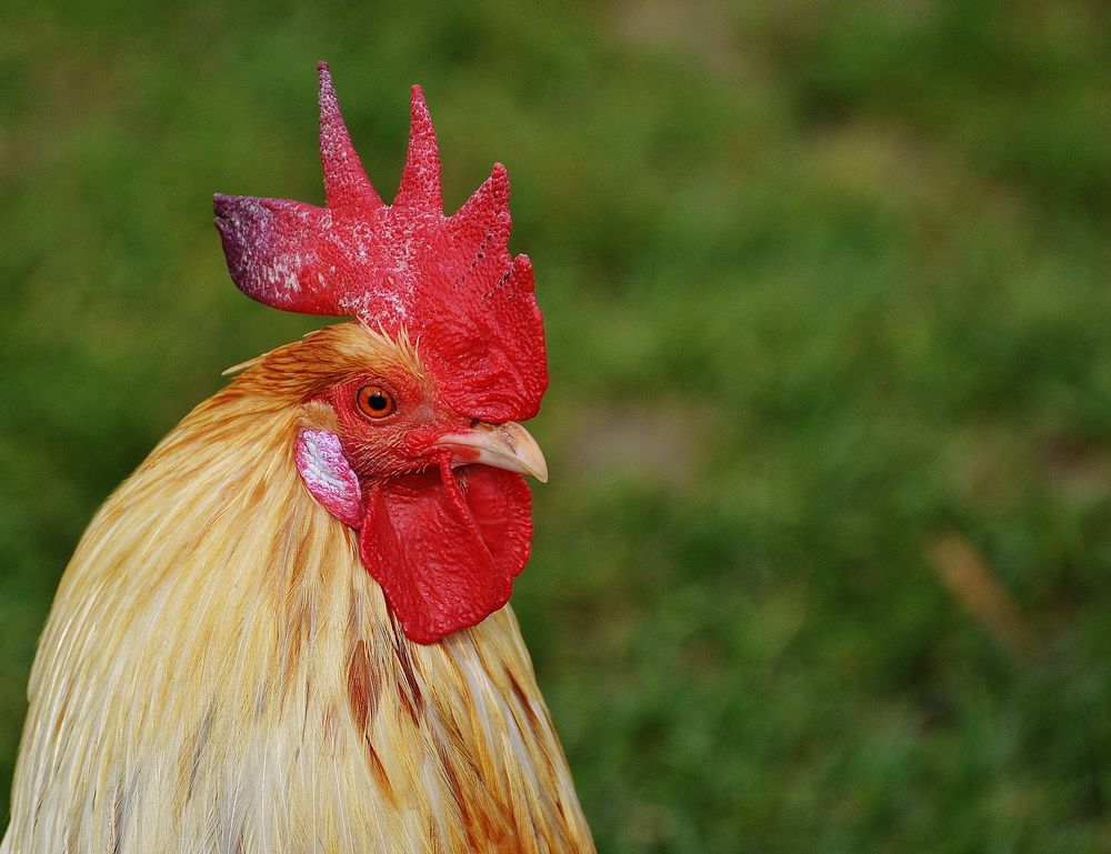 Rooster, poutry industry. Free public domain CC0 photo.