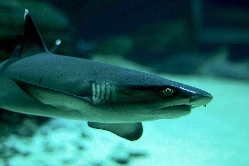 Whitetip reef shark close up. Free public domain CC0 photo/image.