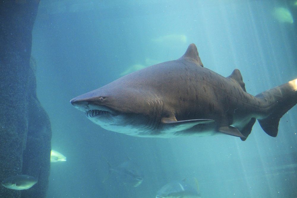 Sand tiger shark close up. Free public domain CC0 photo/image.