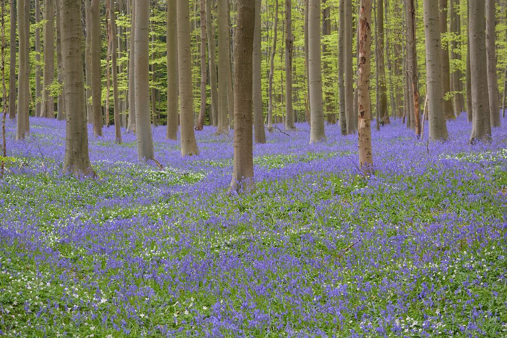 Purple hyacinth in forest. Free public domain CC0 photo.