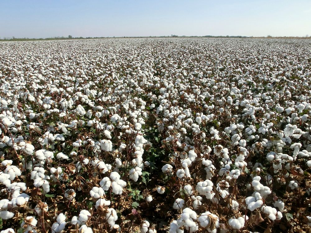 Cotton field. Free public domain CC0 photo.