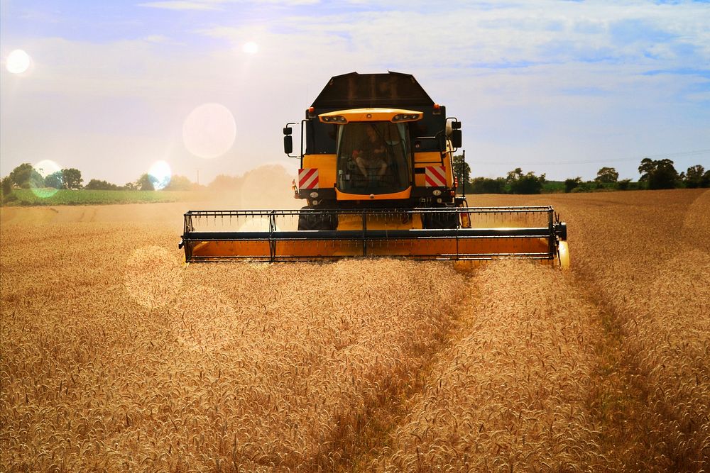 Wheat field, agriculture industry. Free public domain CC0 photo.