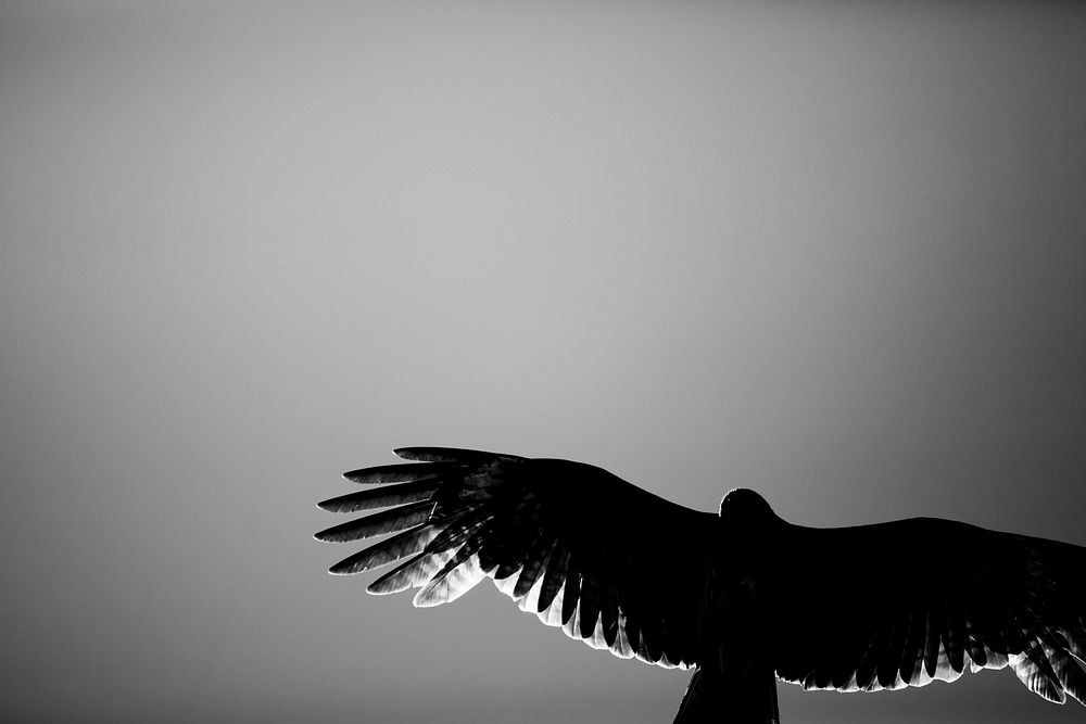 Hawk in sky, gray backgroundFree public domain CC0 image.