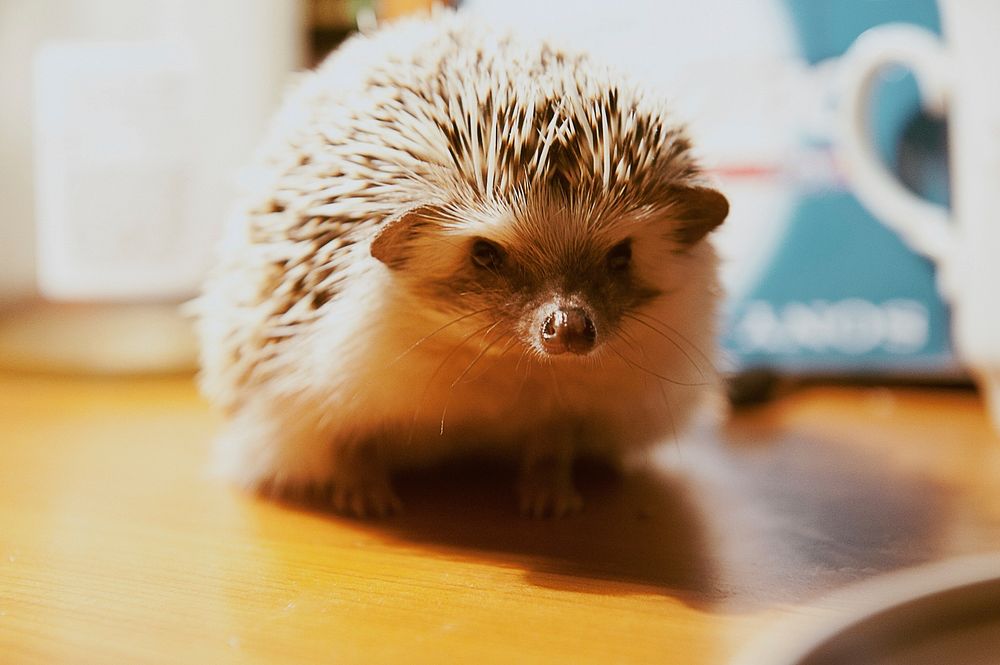 Hedgehog background. Free public domain CC0 image.