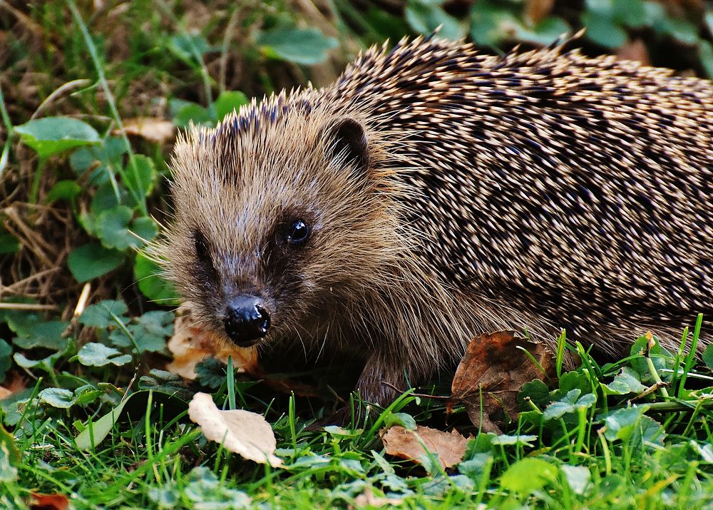 Hedgehog. Free public domain CC0 photo.