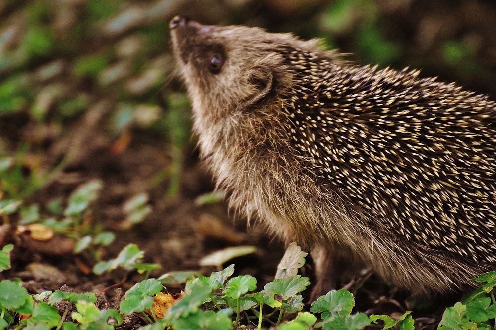 Hedgehog background. Free public domain CC0 image.