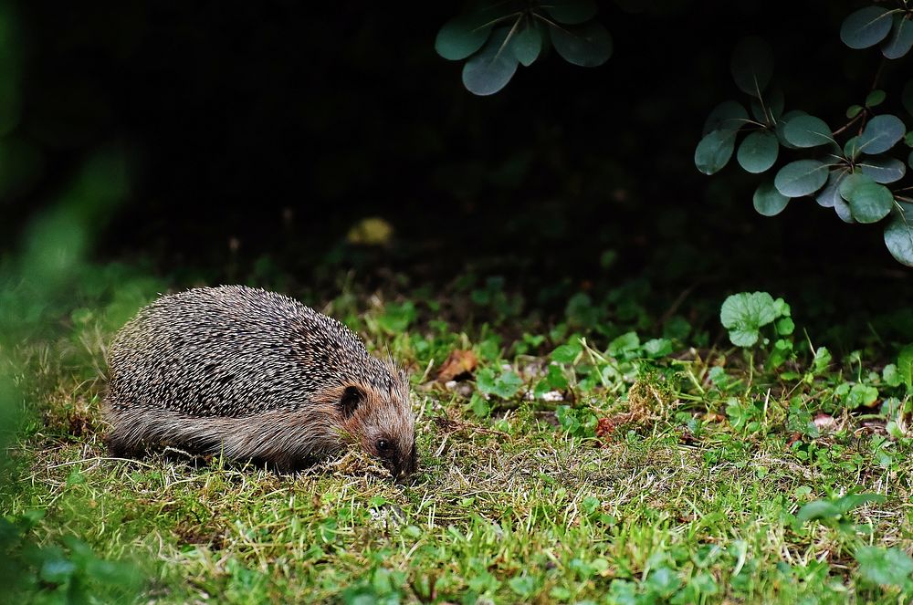 Cute hedgehog, animal image. Free public domain CC0 photo.