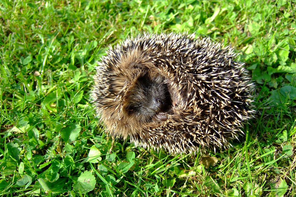 Hedgehog background. Free public domain CC0 photo.