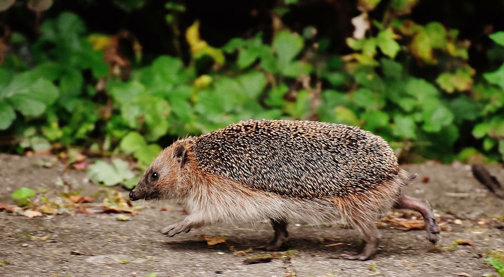 Cute hedgehog, animal image. Free public domain CC0 photo.