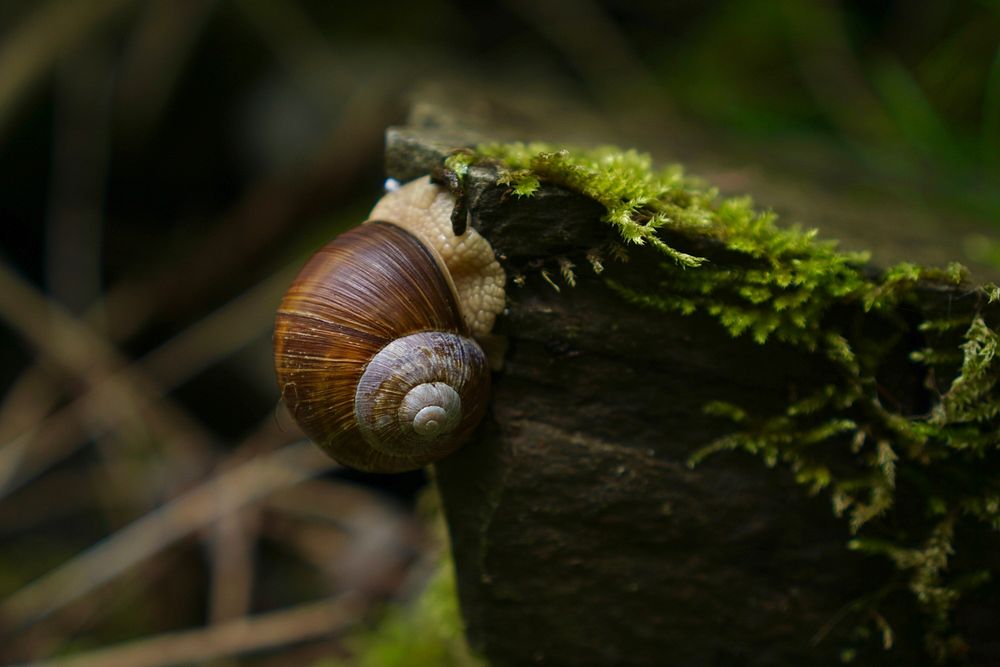 Snail closeup in nature. Free public domain CC0 image.