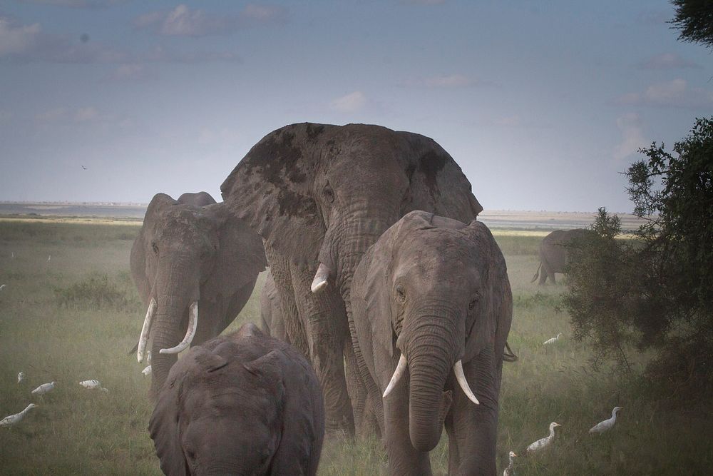 African elephant herd in teh serengeti. Free public domain CC0 photo.