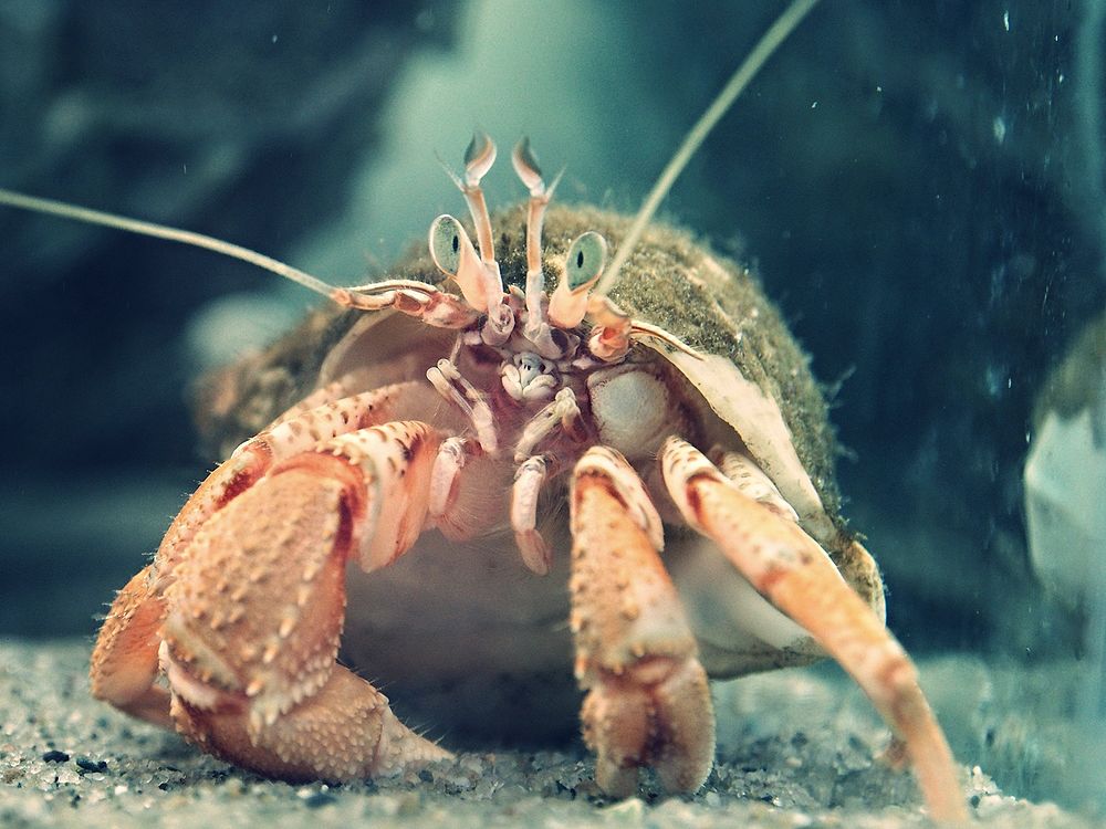 Crab in water. Free public domain CC0 photo.