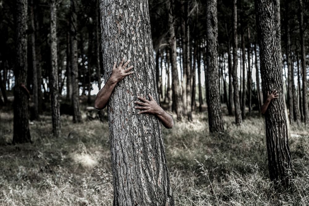 Tree hugger in forest. Free public domain CC0 photo.