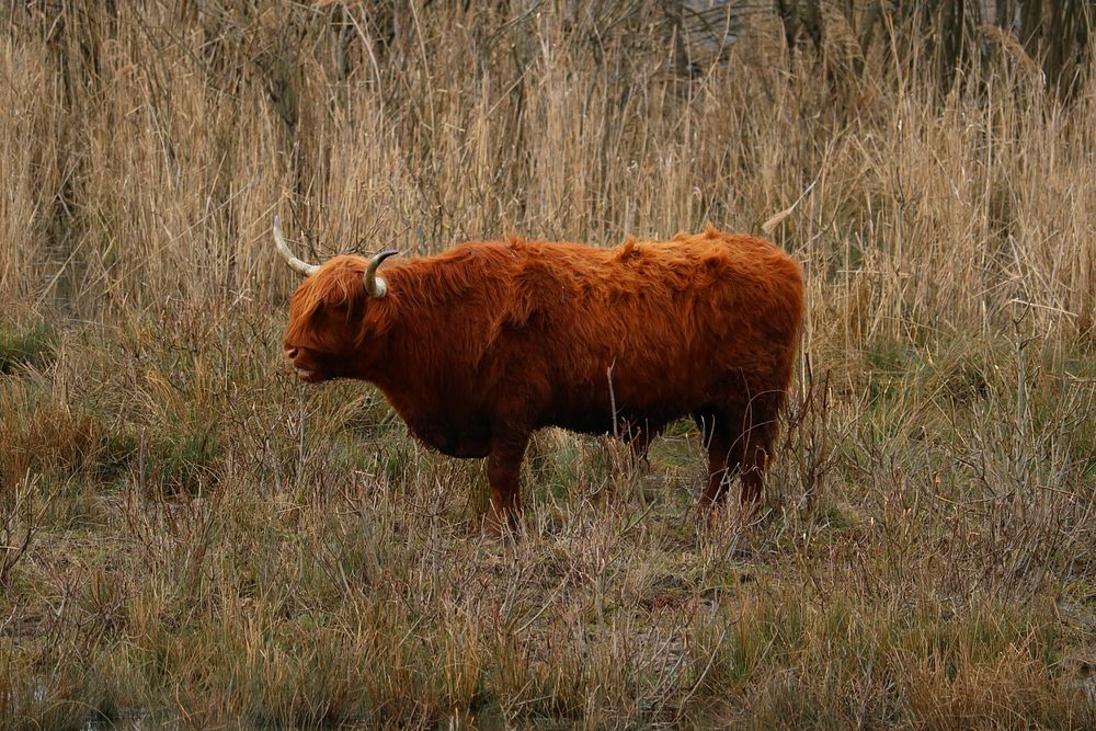 Nature cow & bull in the nature. Free public domain CC0 photo