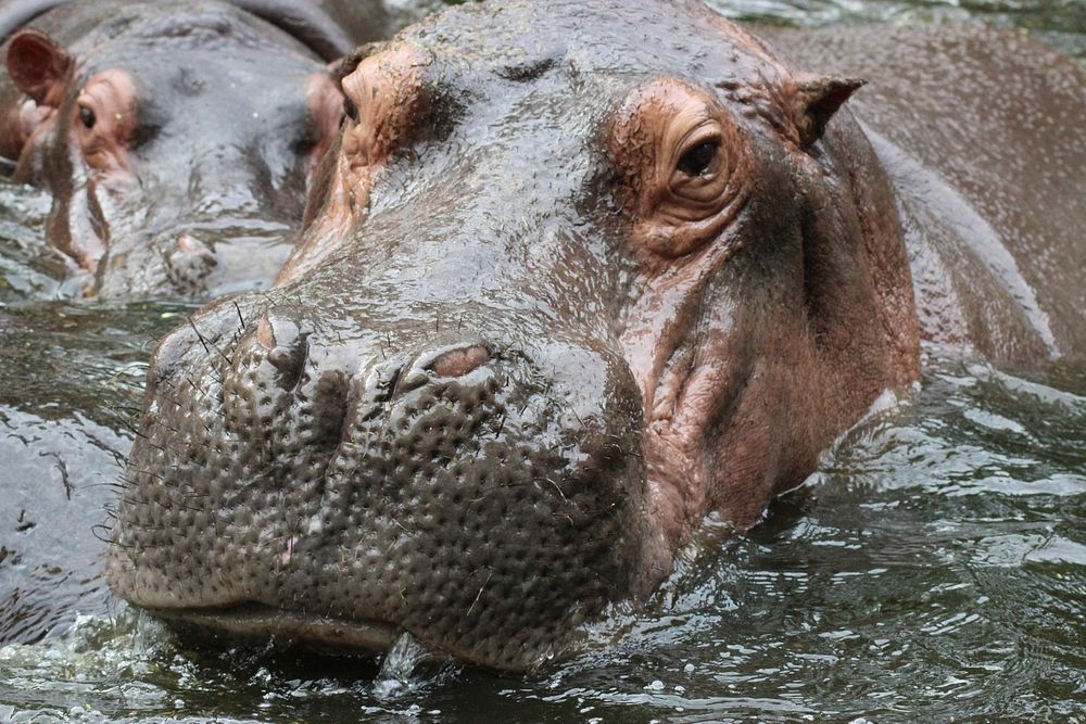 Hippo in water. Free public domain CC0 photo.