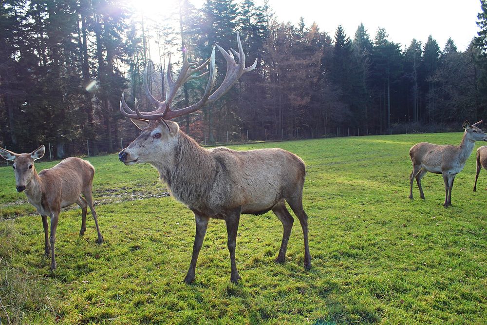 Deer, animal, wildlife background. Free public domain CC0 photo.