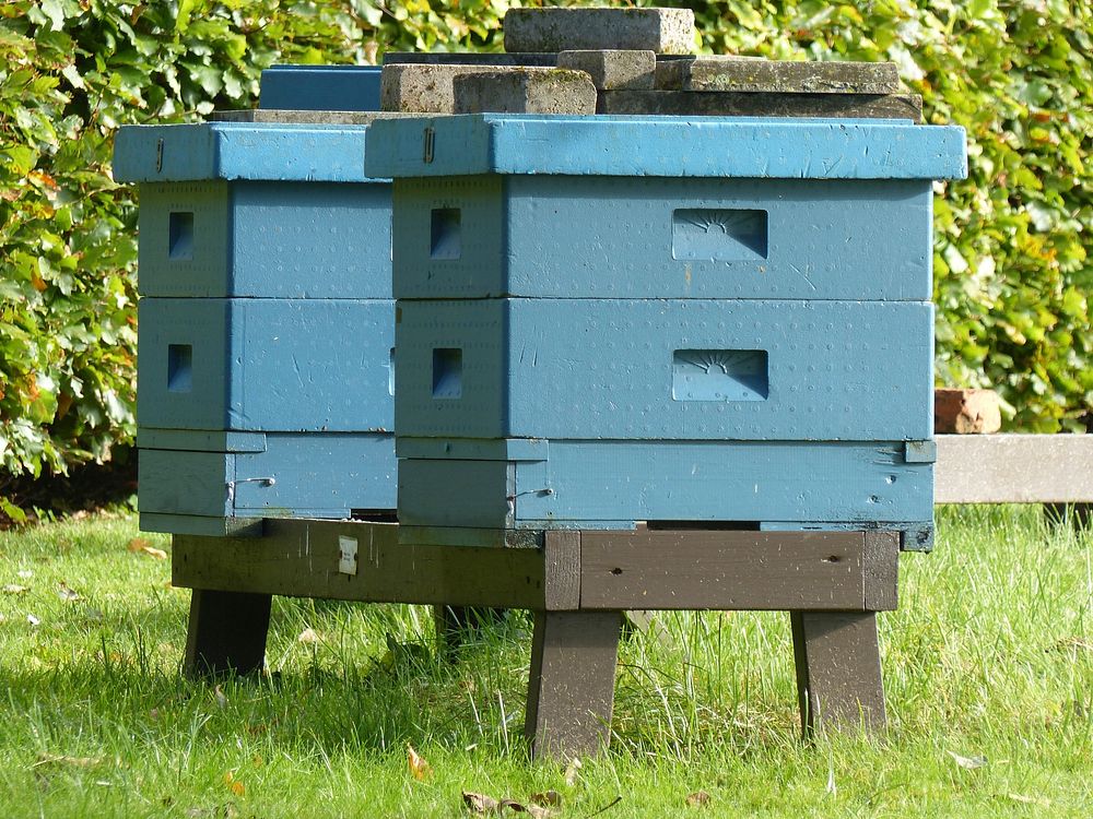 Wooden hives in lawn. Free public domain CC0 photo.