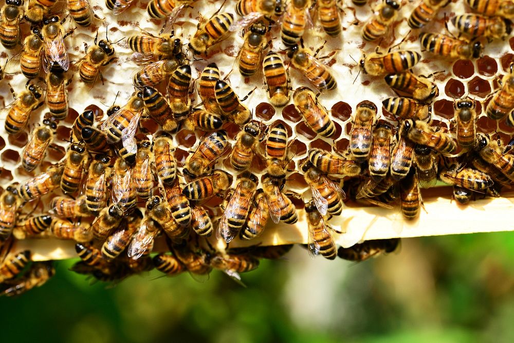 Bee nest. Free public domain CC0 photo.