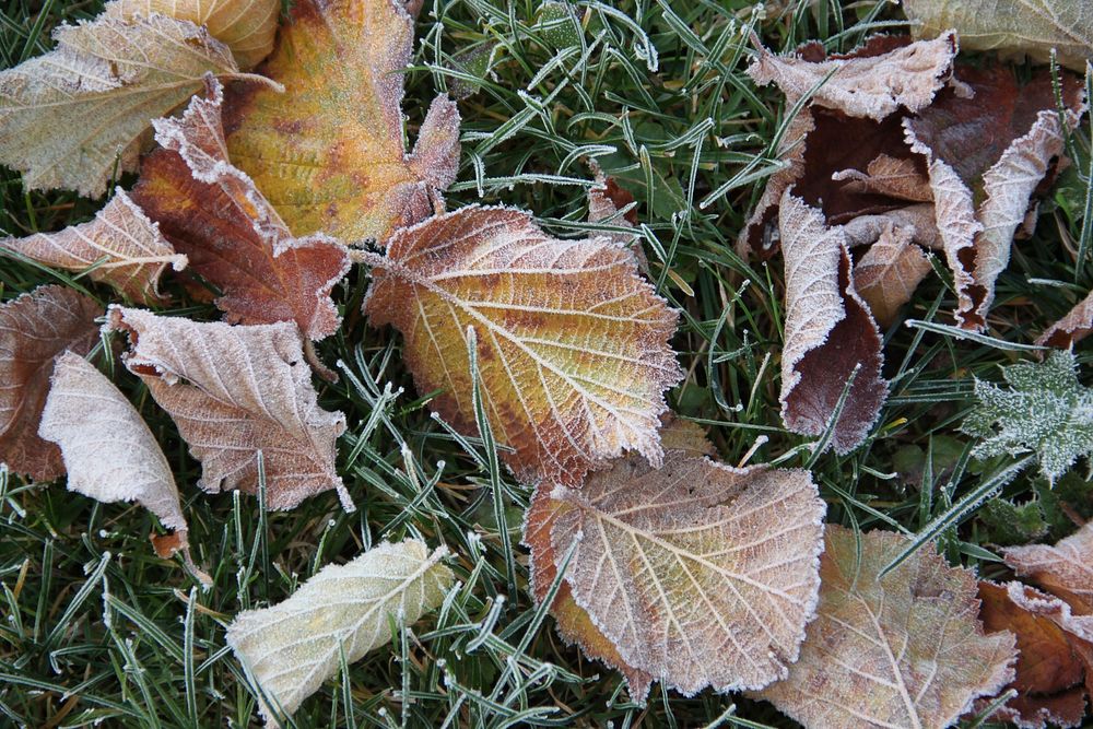 Closeup on frost covered leaves. Free public domain CC0 image. 