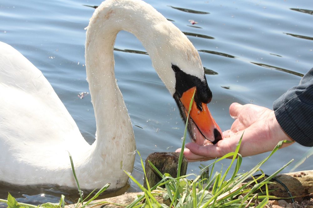 Swan etaing from hand. Free public domain CC0 image.