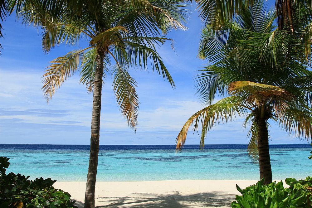 Palm trees in the beach. Free public domain CC0 image.
