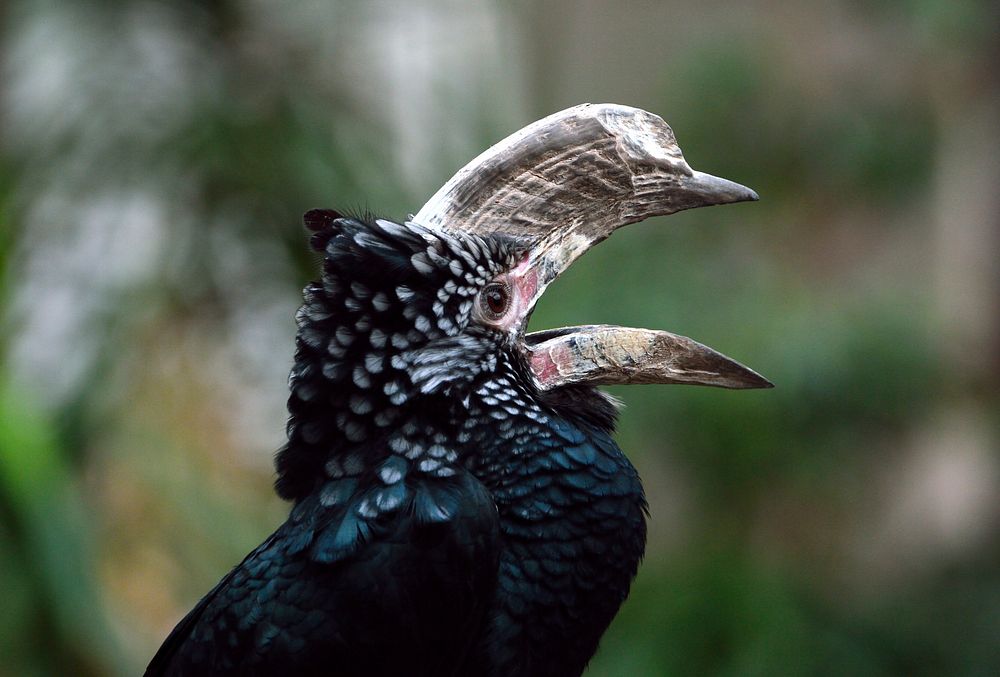 Silvery cheeked hornbill bird. Free public domain CC0 image.