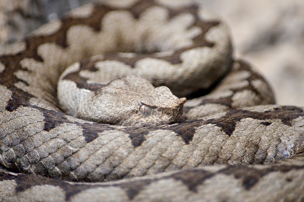 Horned desert viper snake. Free public domain CC0 image.