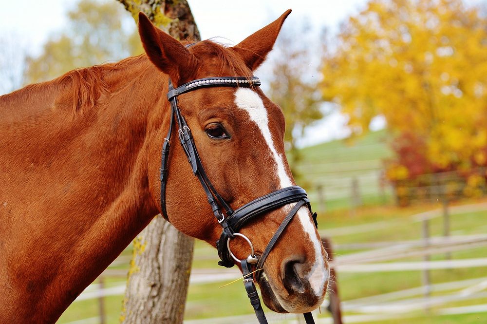 Chestnut horse in bridle. Free public domain CC0 photo.