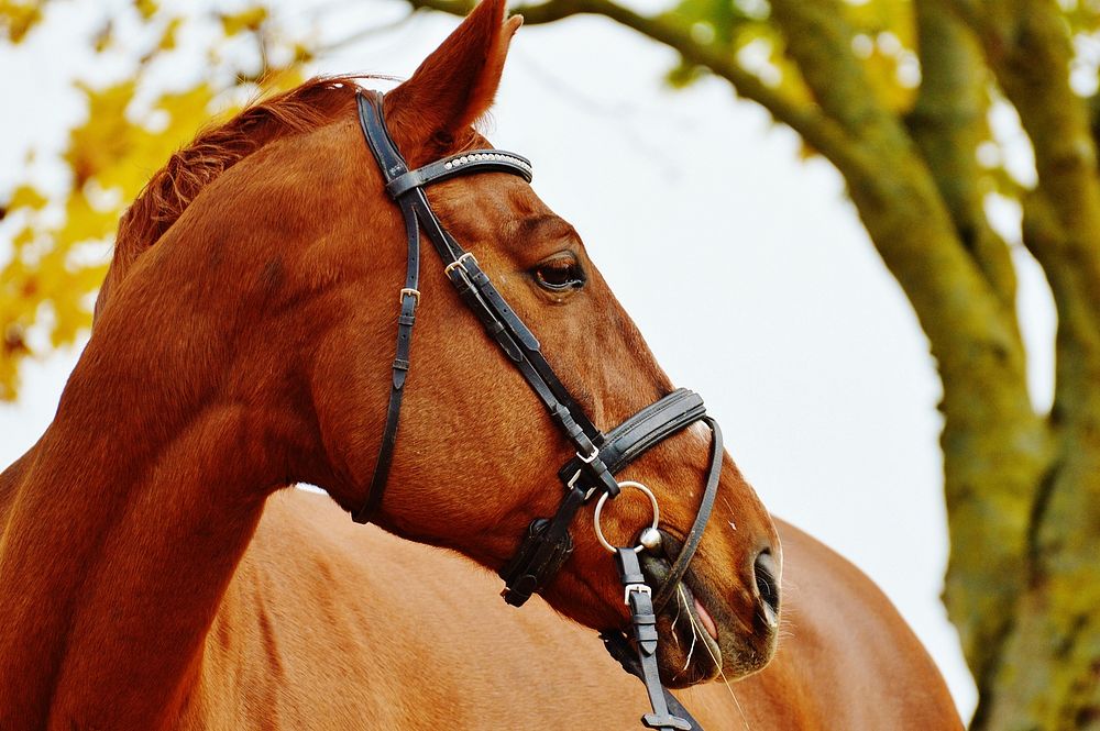 Chestnut horse in bridle. Free public domain CC0 photo.