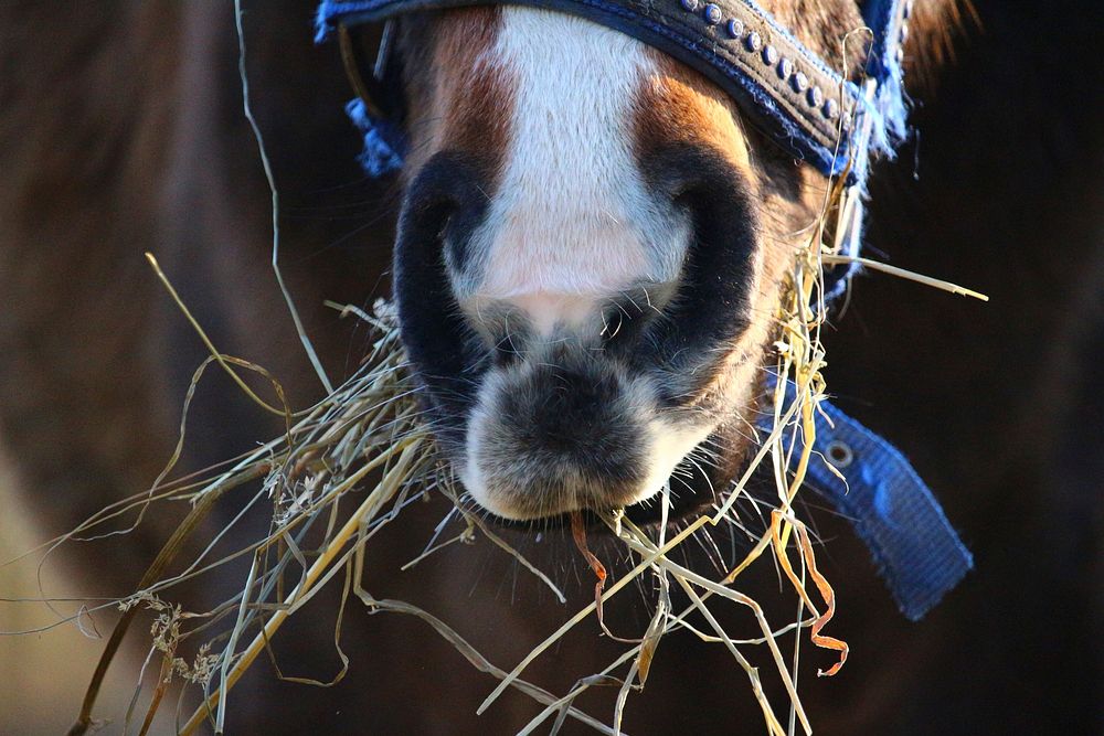 Horse eating straw. Free public domain CC0 photo.