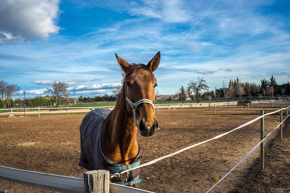 Horse in paddock, animal image. Free public domain CC0 photo.