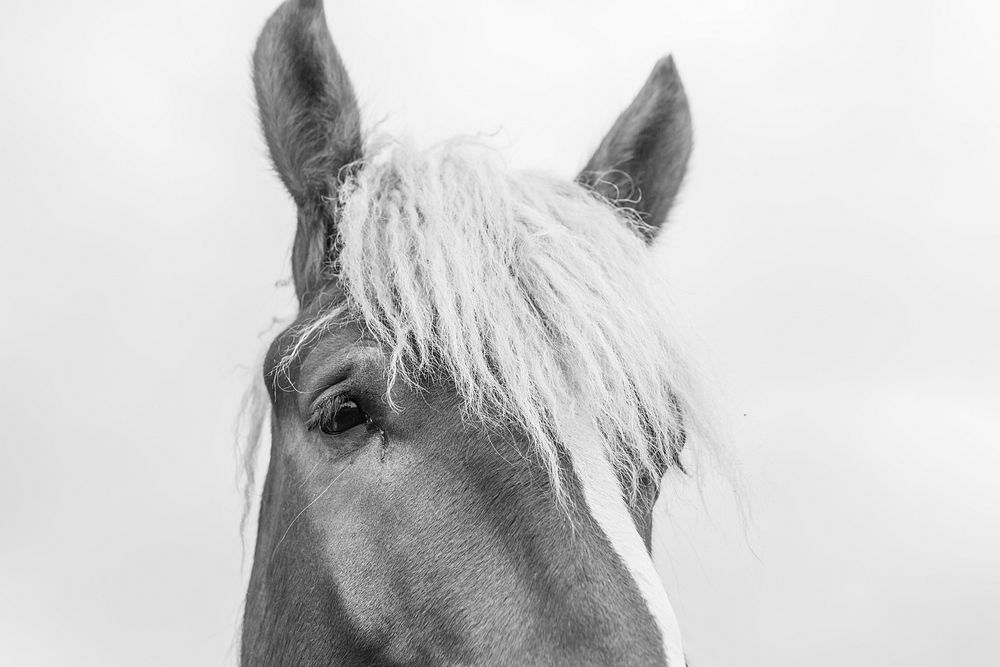 Haflinger pony, animal photography. Free public domain CC0 image.