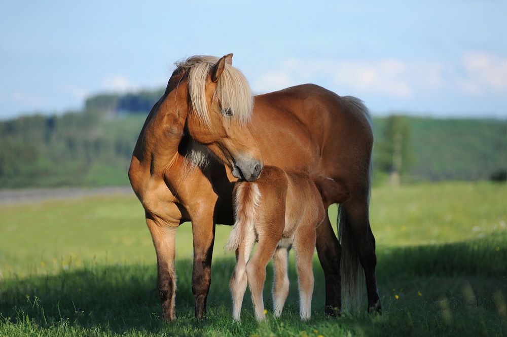 Foal and mare, horse image. Free public domain CC0 photo.