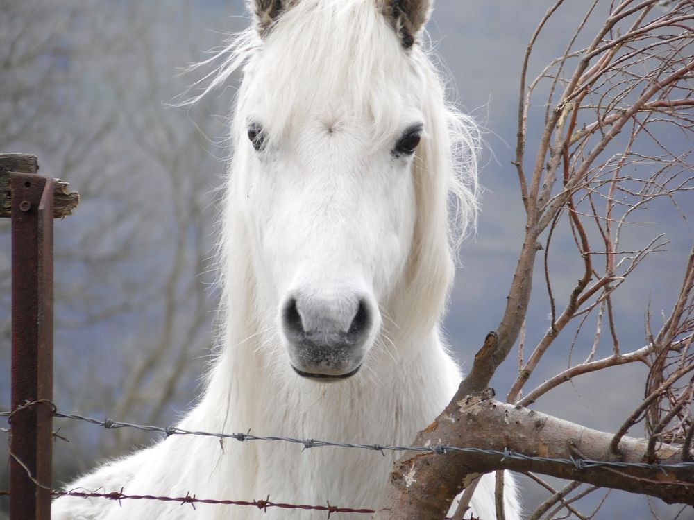 White pony, horse image. Free public domain CC0 photo.