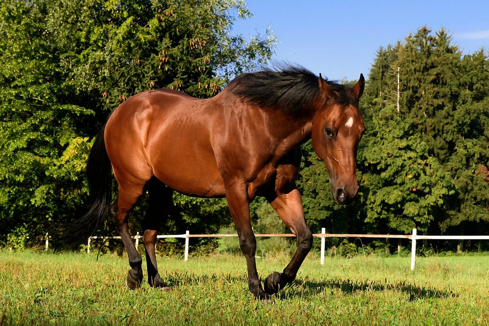 Happy brown horse in field. Free public domain CC0 photo.