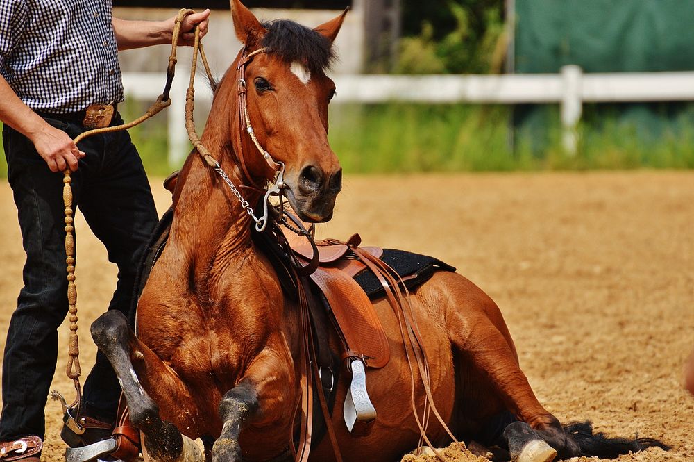 Horsemanship training, animal photography. Free public domain CC0 image.