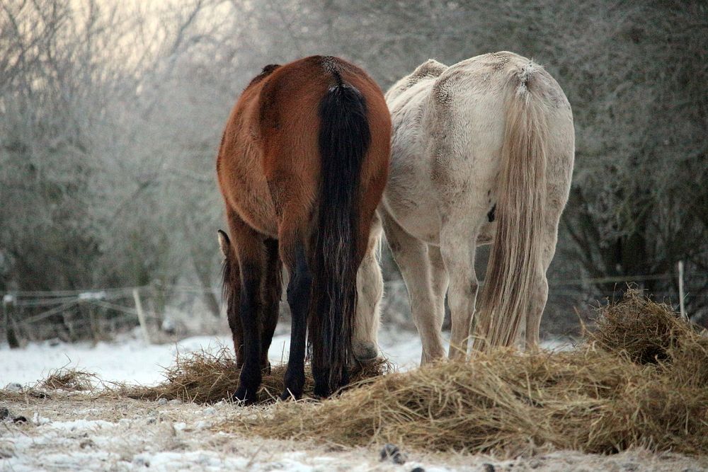 Horses in winter, animal photography. Free public domain CC0 image.