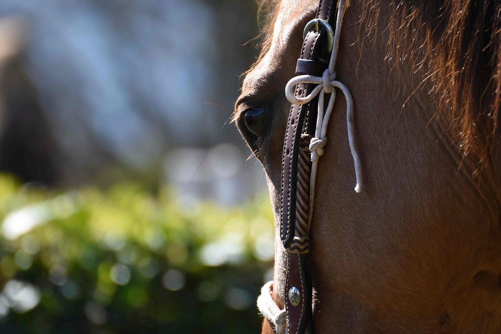 Beautiful horse background image. Free public domain CC0 photo.