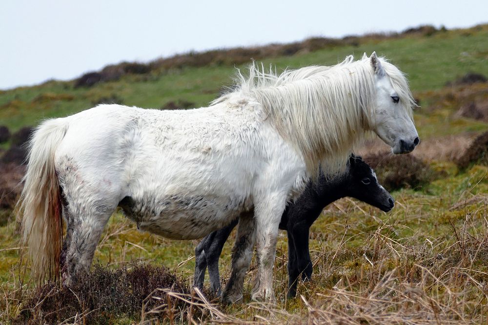 Foal and mare, horse image. Free public domain CC0 photo.
