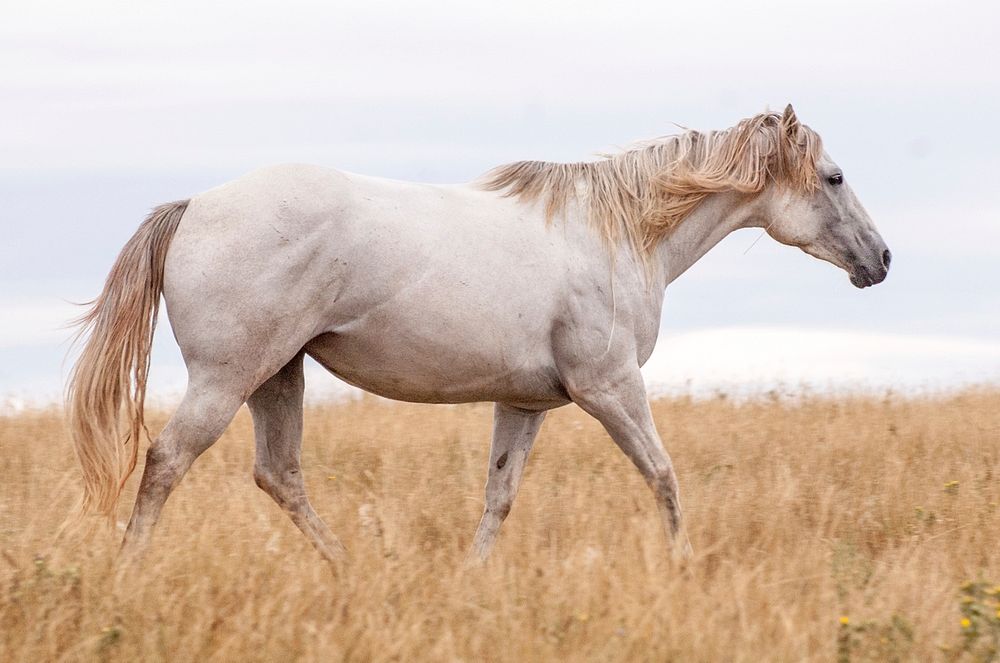 Wild gray horse image. Free public domain CC0 photo.