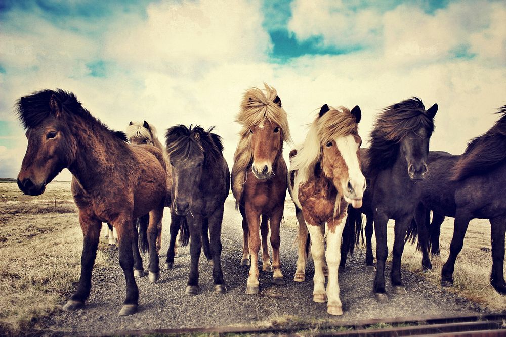 Icelandic horses, nature image. Free public domain CC0 photo.