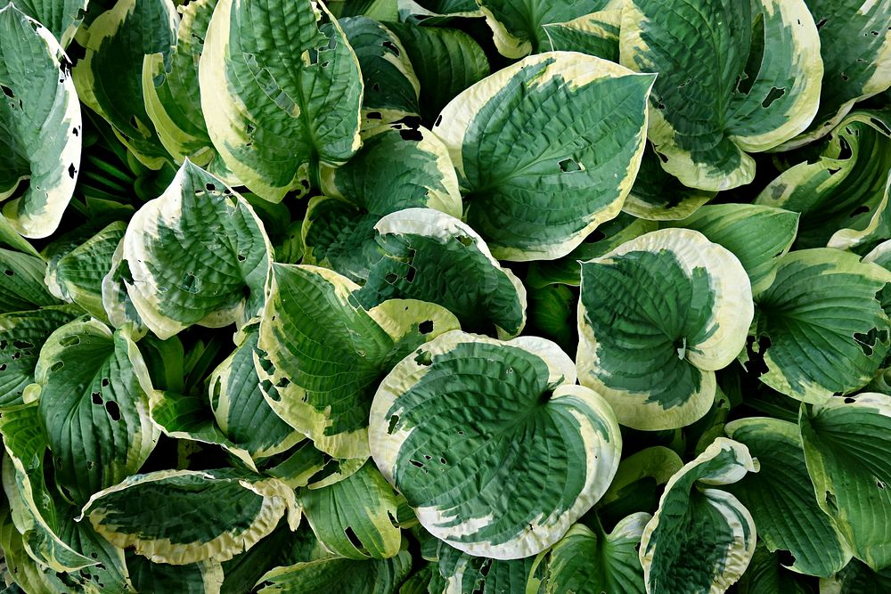 Hosta leaf. Free public domain CC0 image.