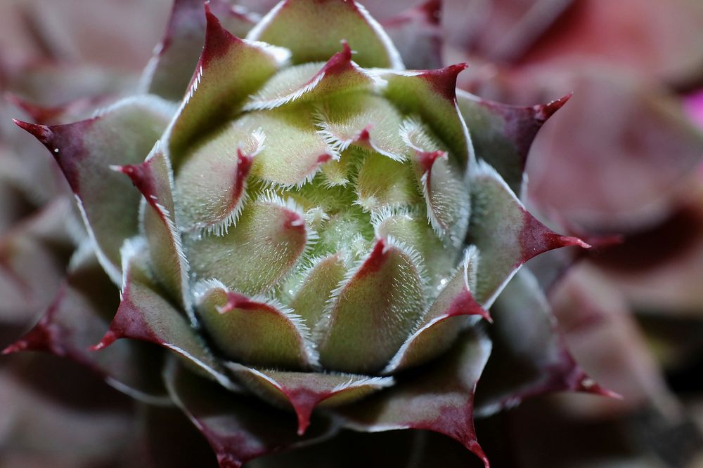 Artichoke plant. Free public domain CC0 photo