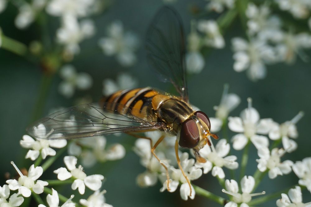 Hoverfly and white flower.  Free public domain CC0 photo.