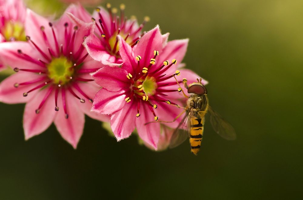 Bee on flower. Free public domain CC0 photo.