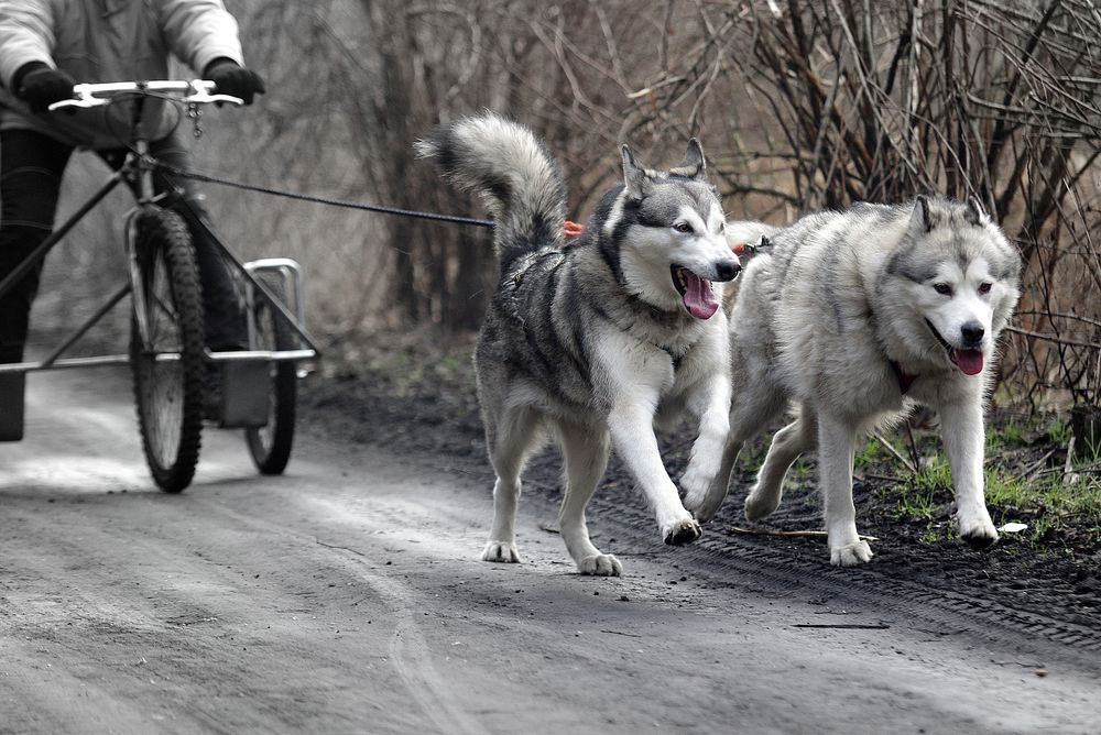 Sled dog running. Free public domain CC0 photo.