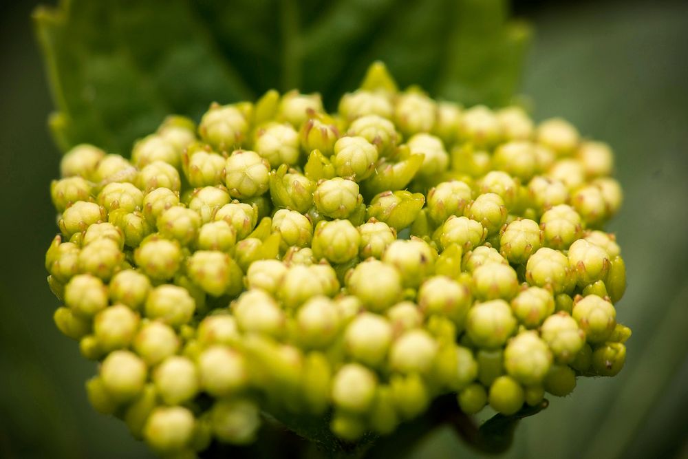 Hydrangea buds. Free public domain CC0 photo.