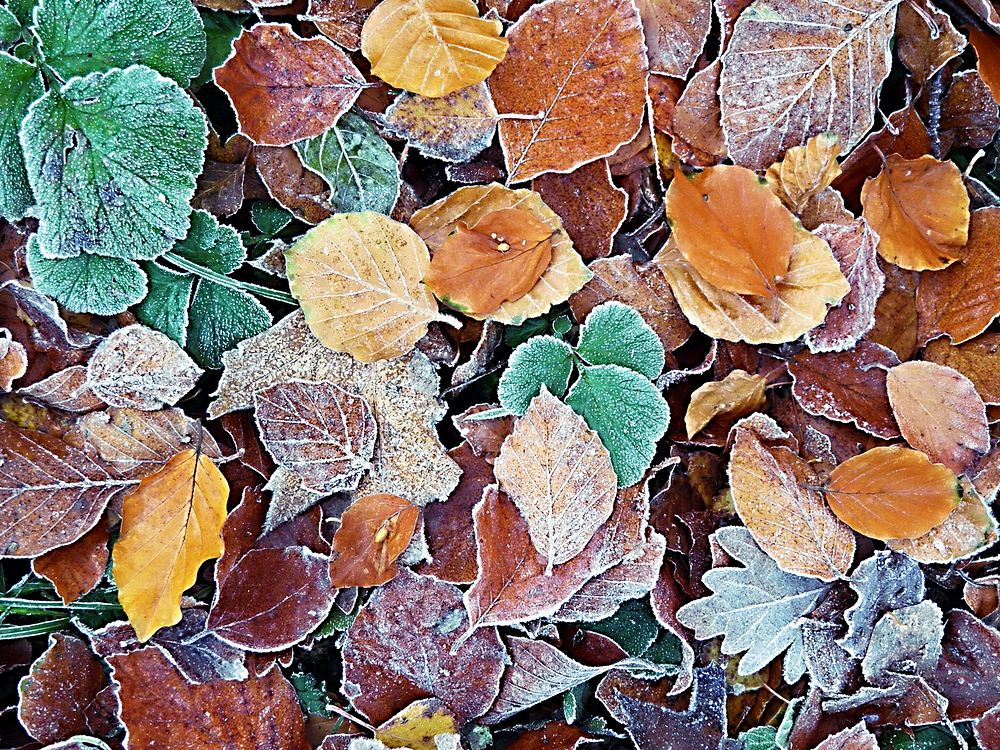 Closeup on frost covered leaves. Free public domain CC0 image. 